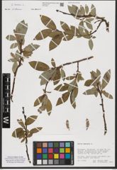 Foto von Salix hastata L.